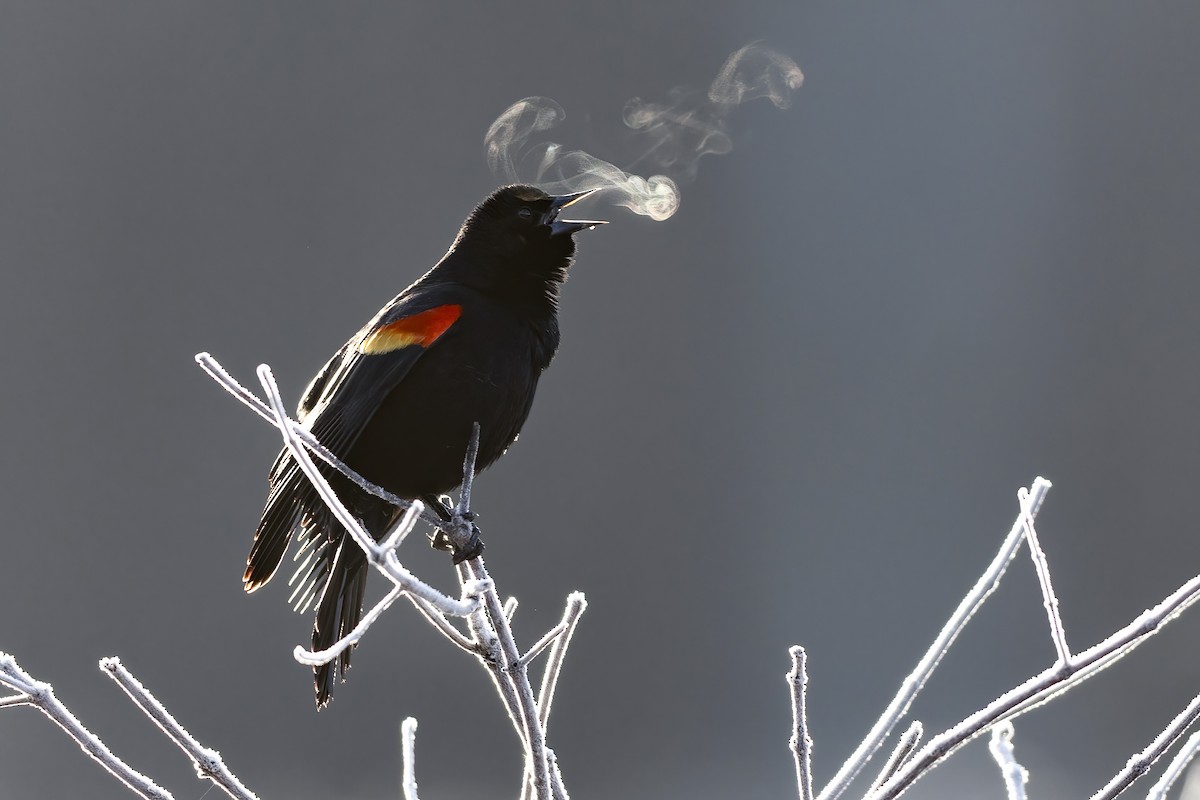 Red-winged Blackbird (Red-winged) - ML615830325