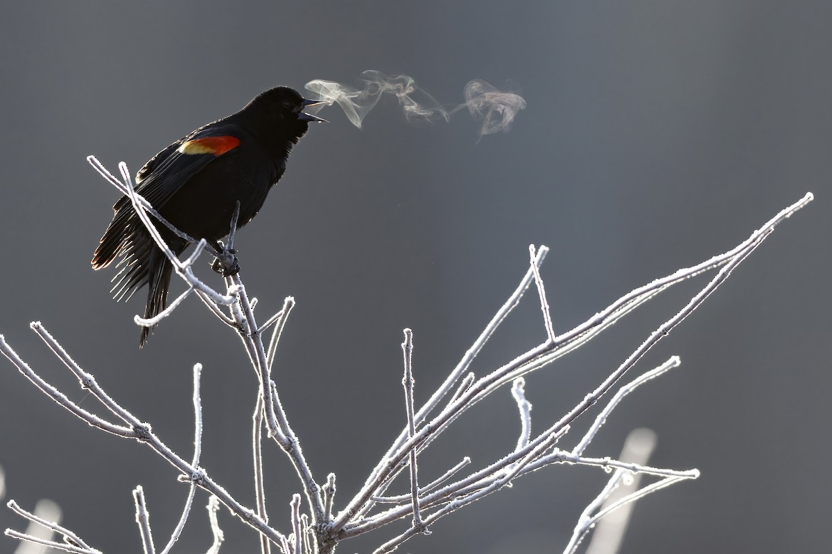 Red-winged Blackbird (Red-winged) - Matt Felperin