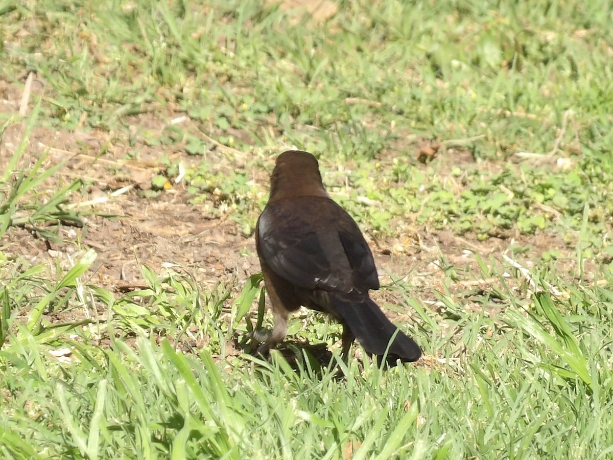 Great-tailed Grackle - ML615830401