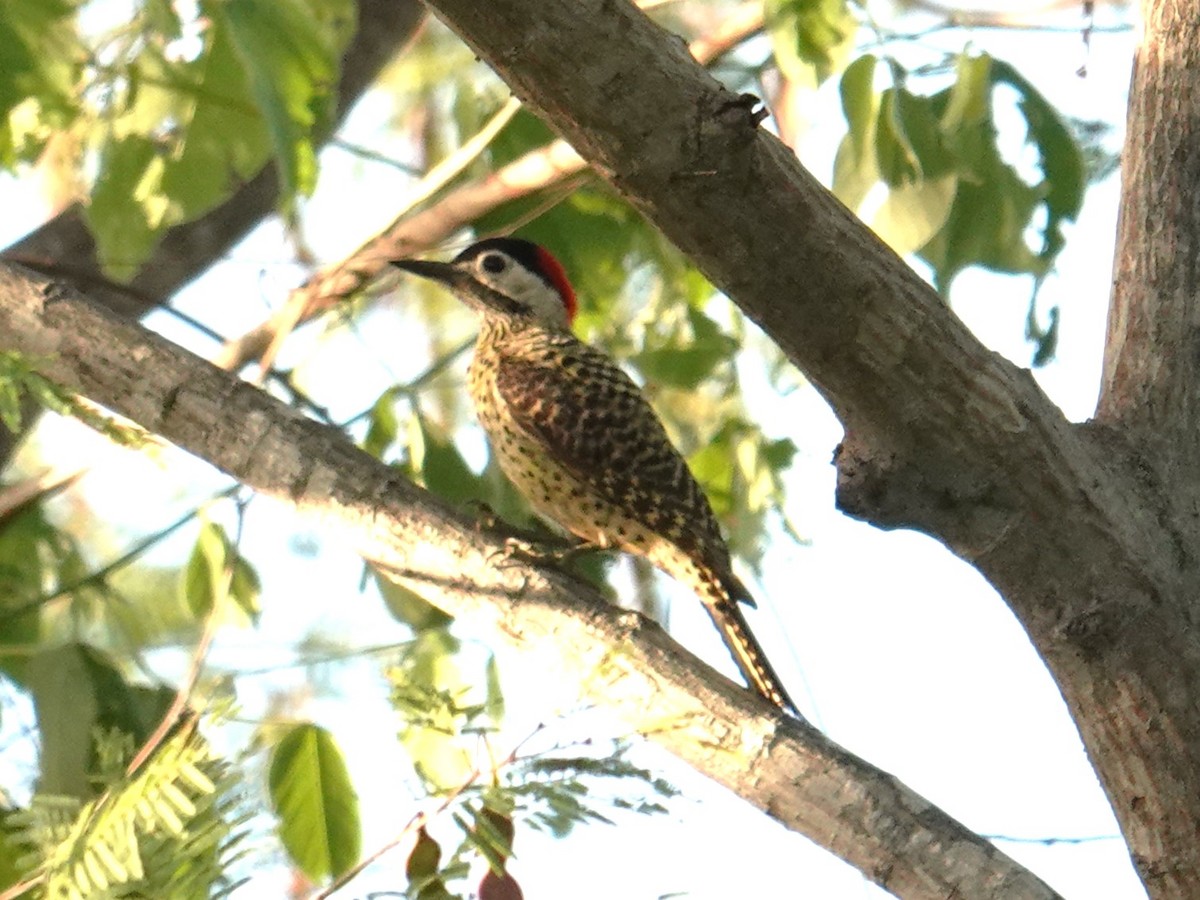 Green-barred Woodpecker (Green-barred) - ML615830463