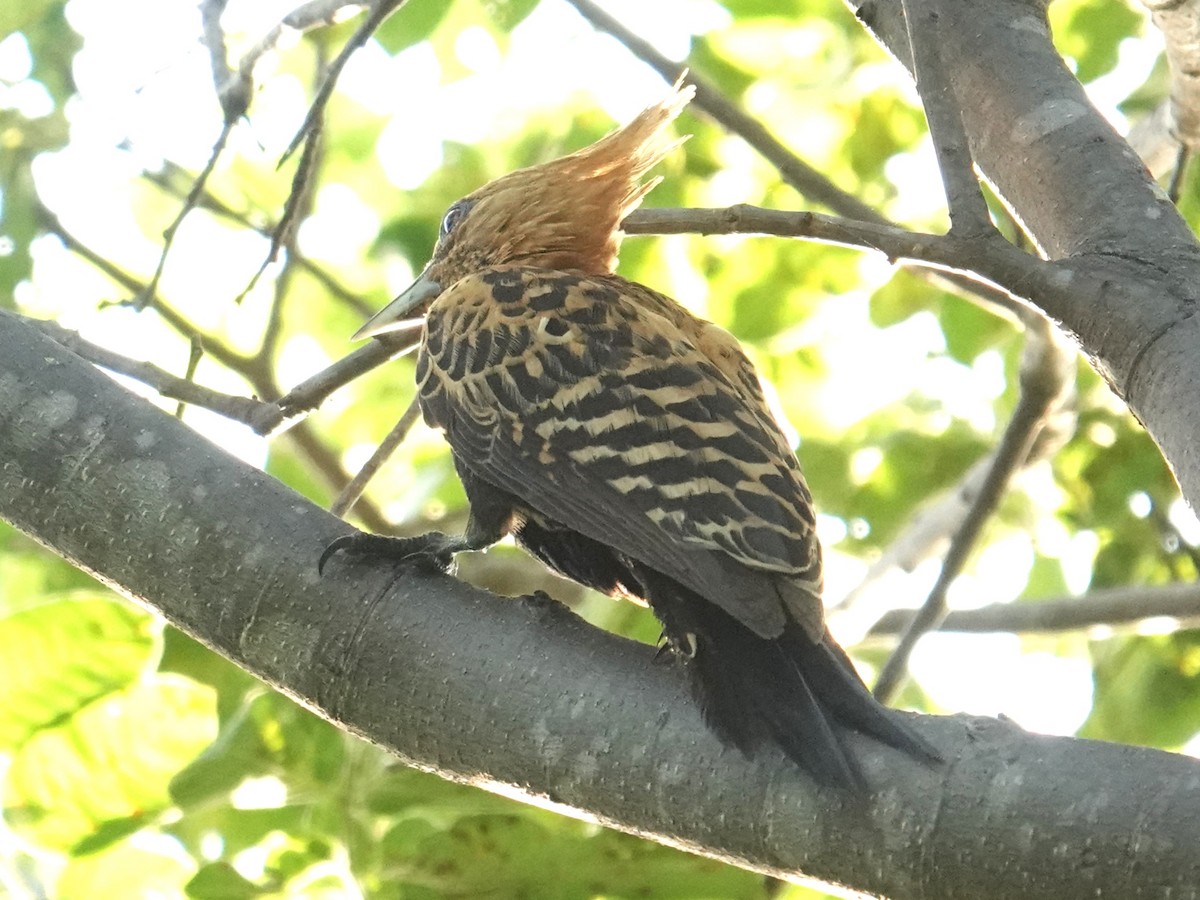Ochre-backed Woodpecker - ML615830464