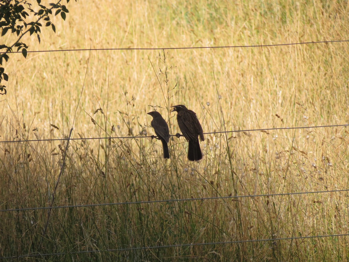 Long-tailed Meadowlark - Ralph Roberts