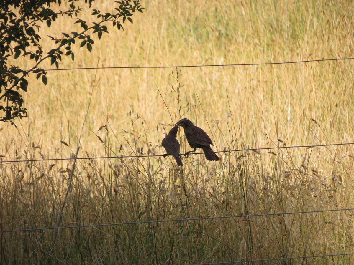 Long-tailed Meadowlark - Ralph Roberts