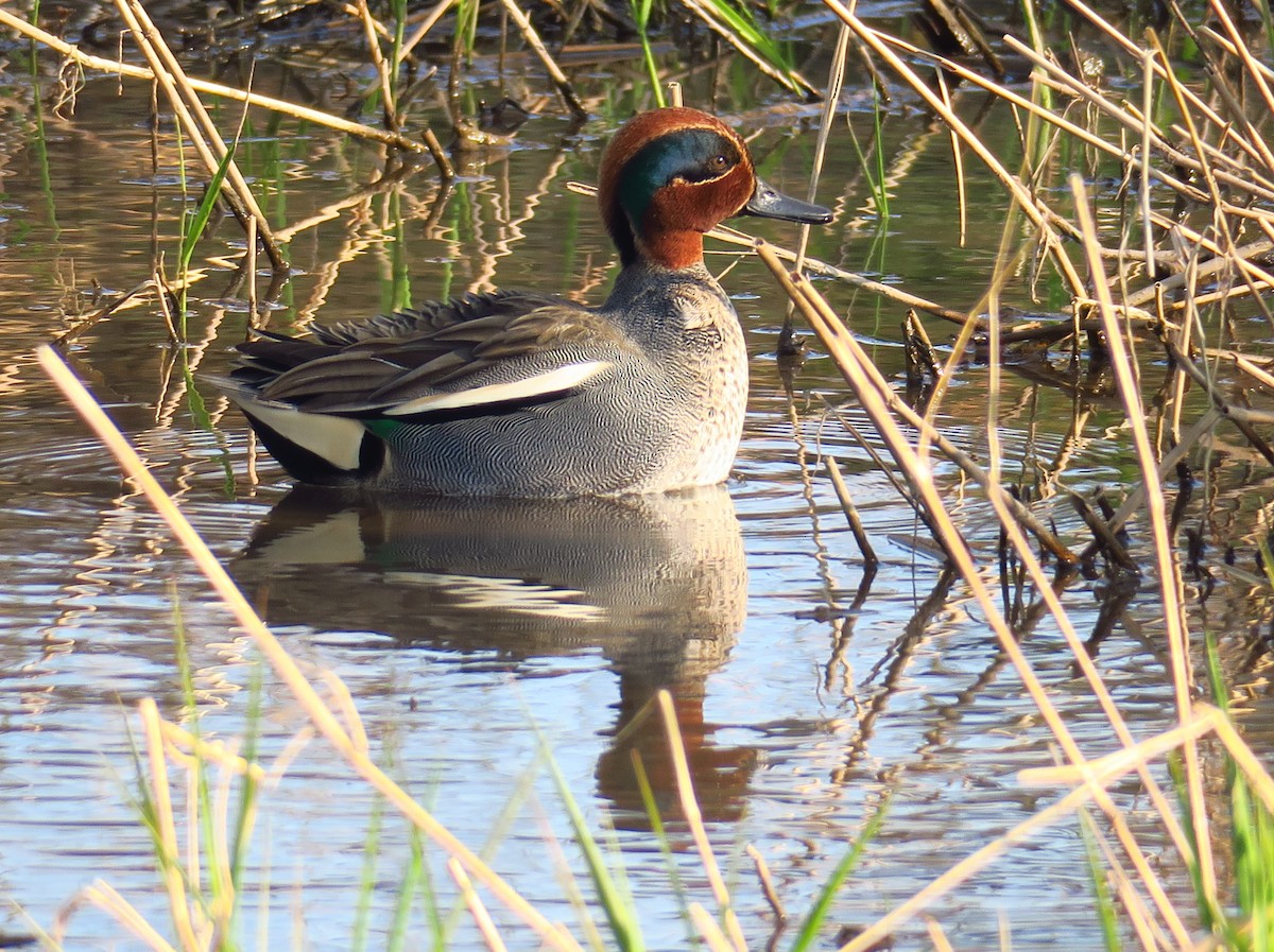 Green-winged Teal - ML615830769