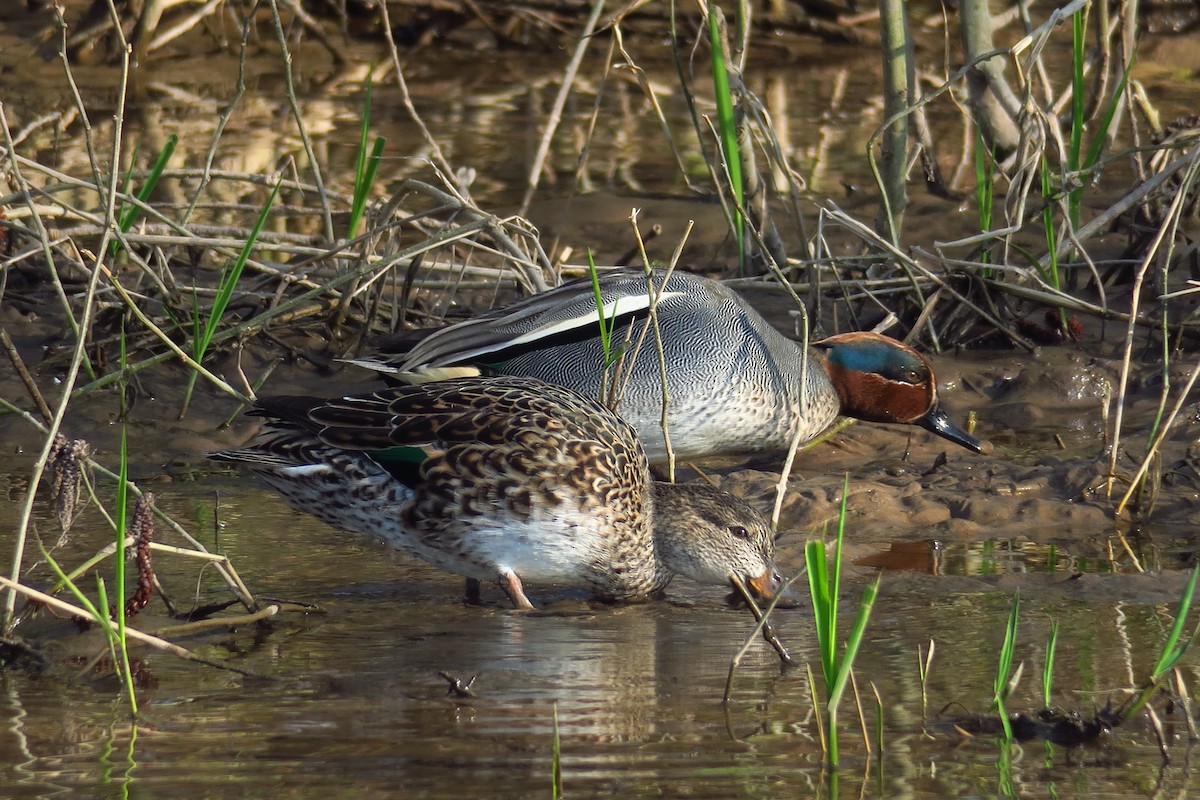 Green-winged Teal - ML615830783