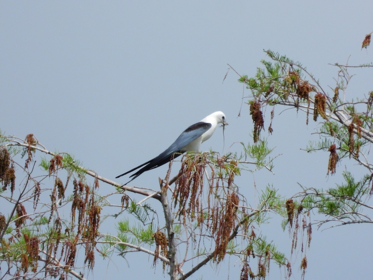 Swallow-tailed Kite - ML615830965