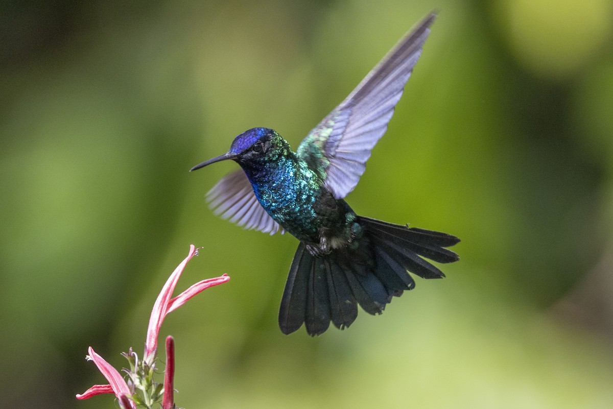 Blue-headed Hummingbird - Robert Lewis