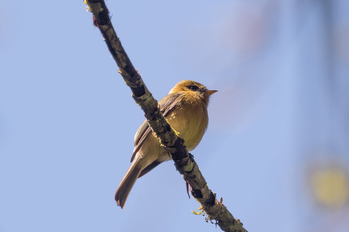 Tufted Flycatcher (Costa Rican) - Kalvin Chan