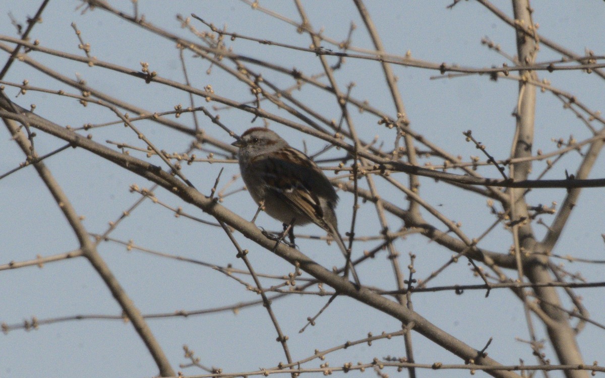 American Tree Sparrow - ML615831095
