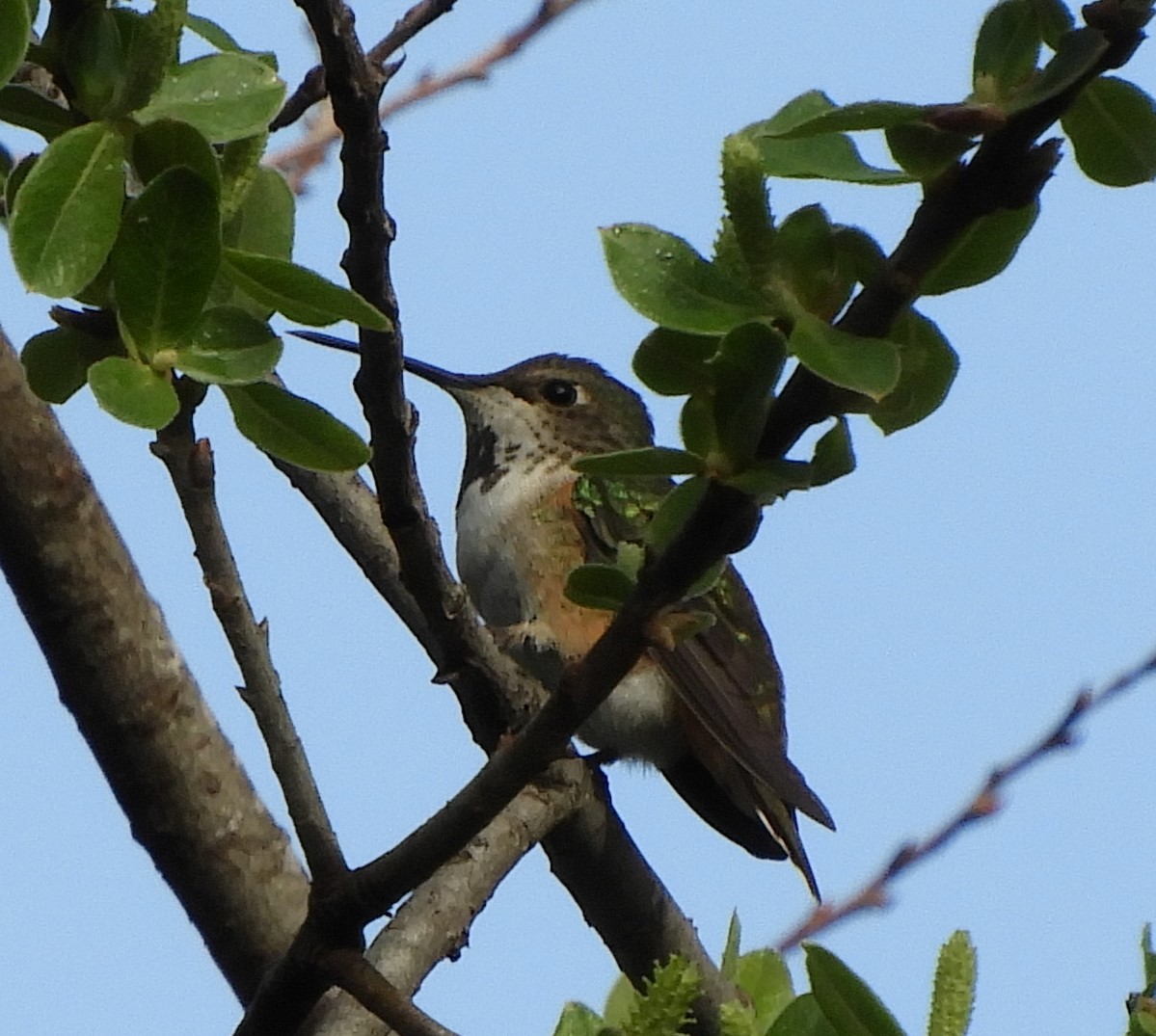 Allen's Hummingbird - ML615831409