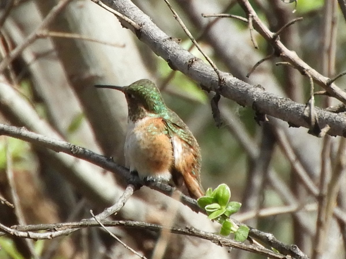 Allen's Hummingbird - ML615831417