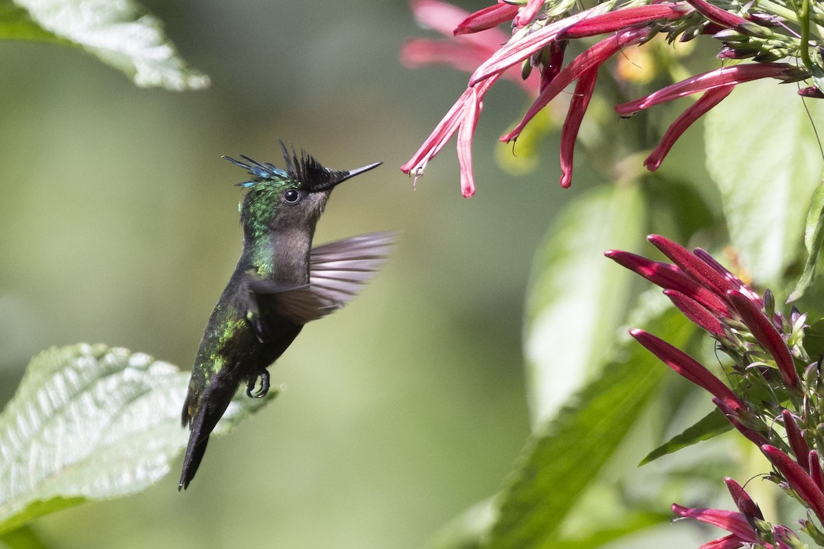 Antillean Crested Hummingbird - Robert Lewis