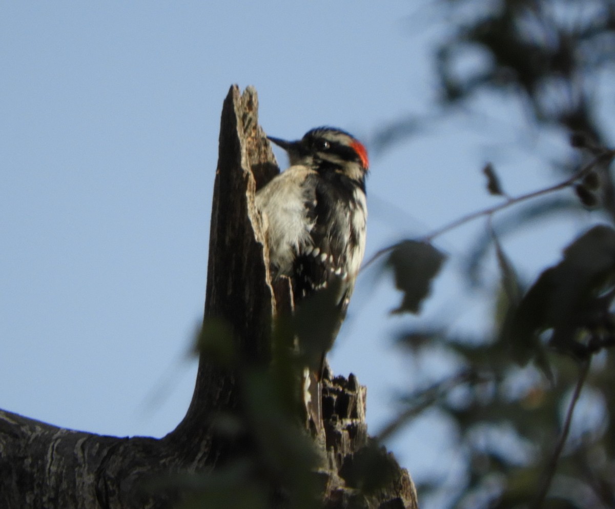 Downy Woodpecker - ML615831529