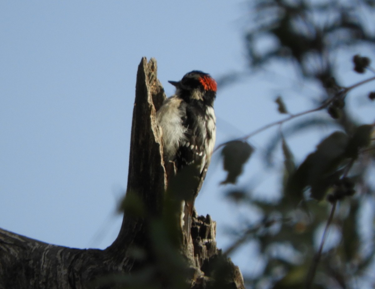 Downy Woodpecker - ML615831532