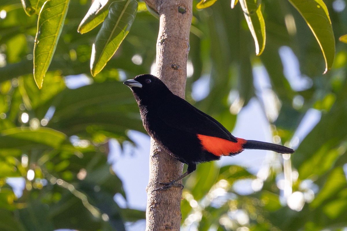 Scarlet-rumped Tanager (Cherrie's) - ML615831705