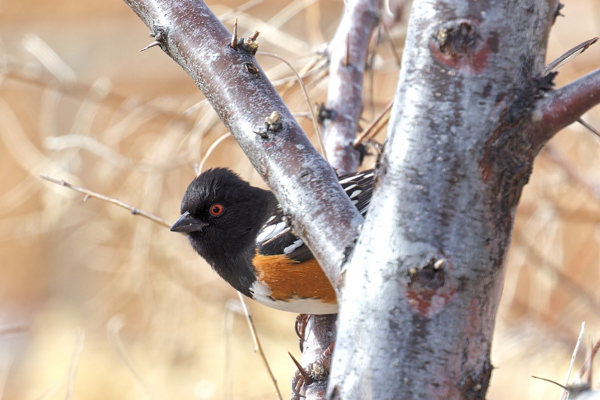 Spotted Towhee - ML615831882