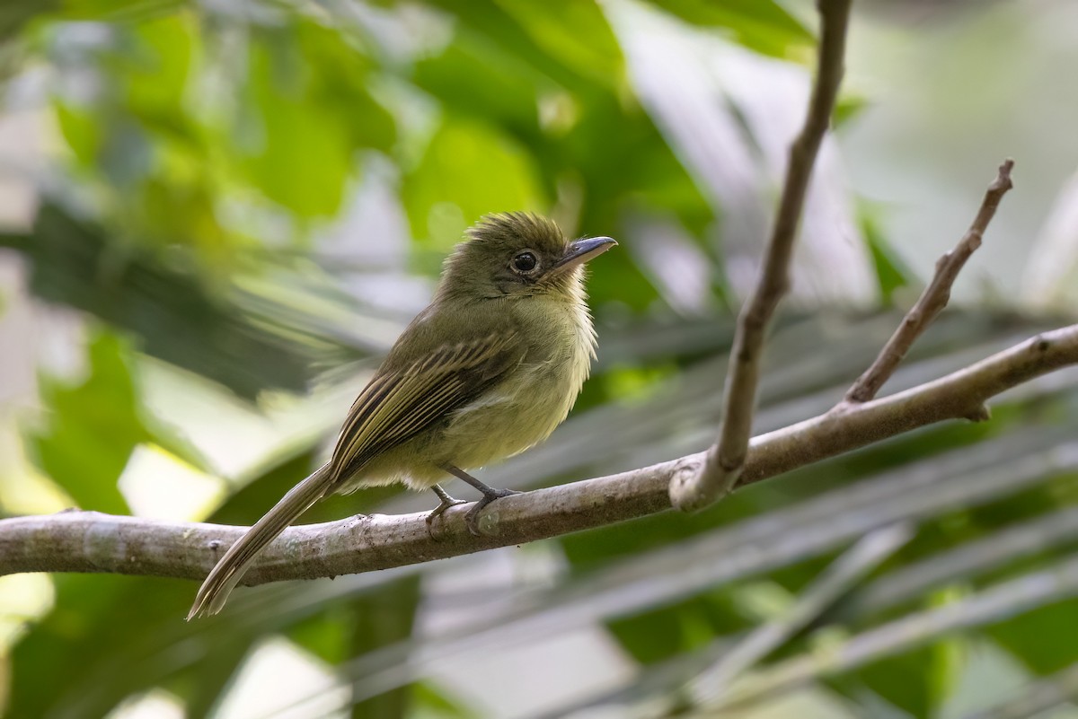 Western Olivaceous Flatbill - Kalvin Chan