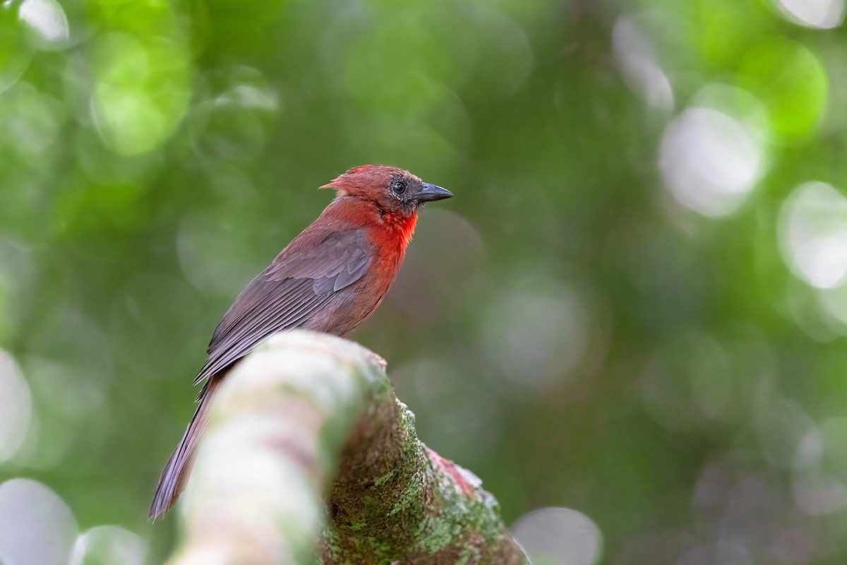 Red-throated Ant-Tanager (Red-throated) - ML615831992
