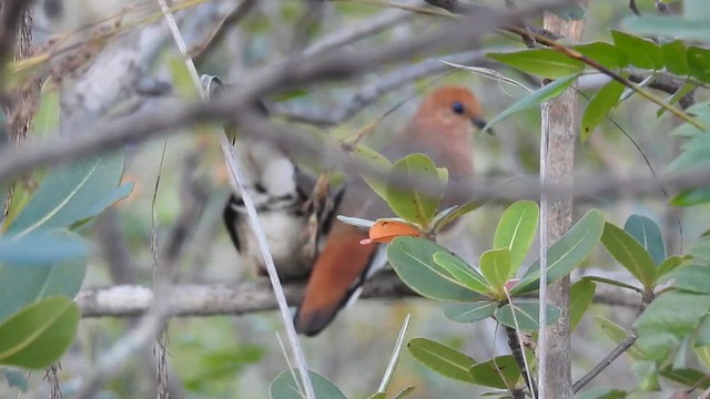 Long-tailed Ground Dove - ML615831996