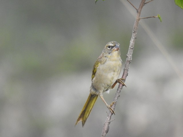 Pale-throated Pampa-Finch - ML615832014