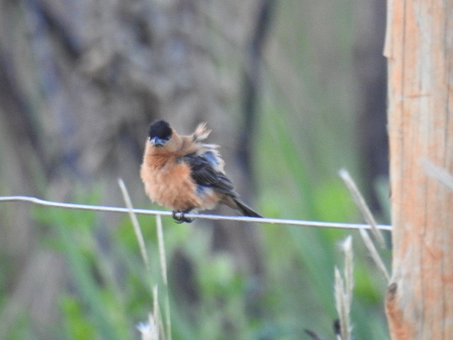 Copper Seedeater - ML615832260