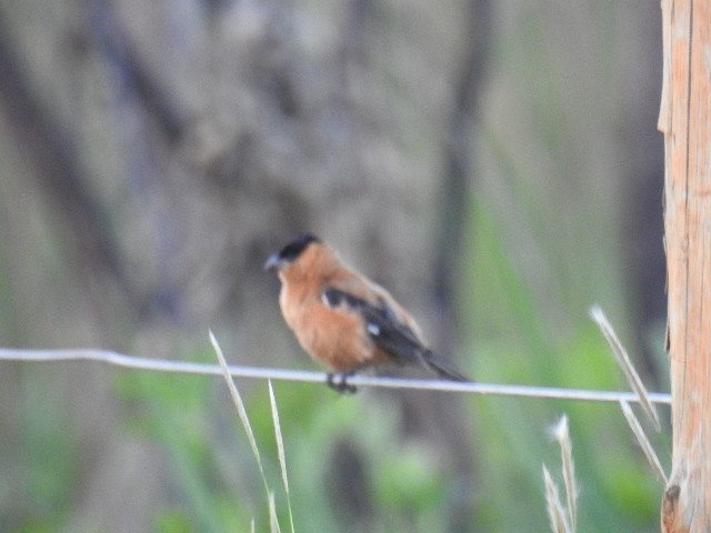 Copper Seedeater - ML615832261