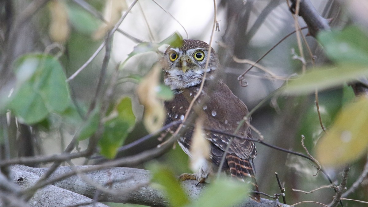 Ferruginous Pygmy-Owl (Ferruginous) - ML615832401