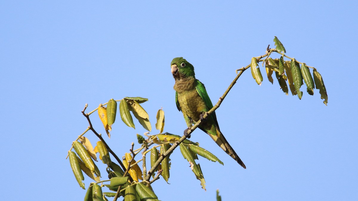 Olive-throated Parakeet (Aztec) - Anuar López