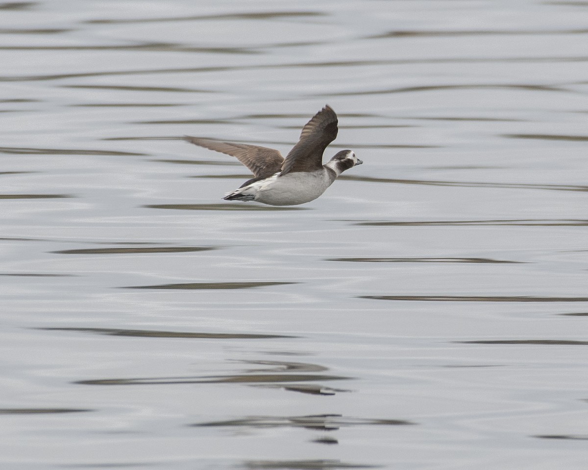 Long-tailed Duck - ML615832498