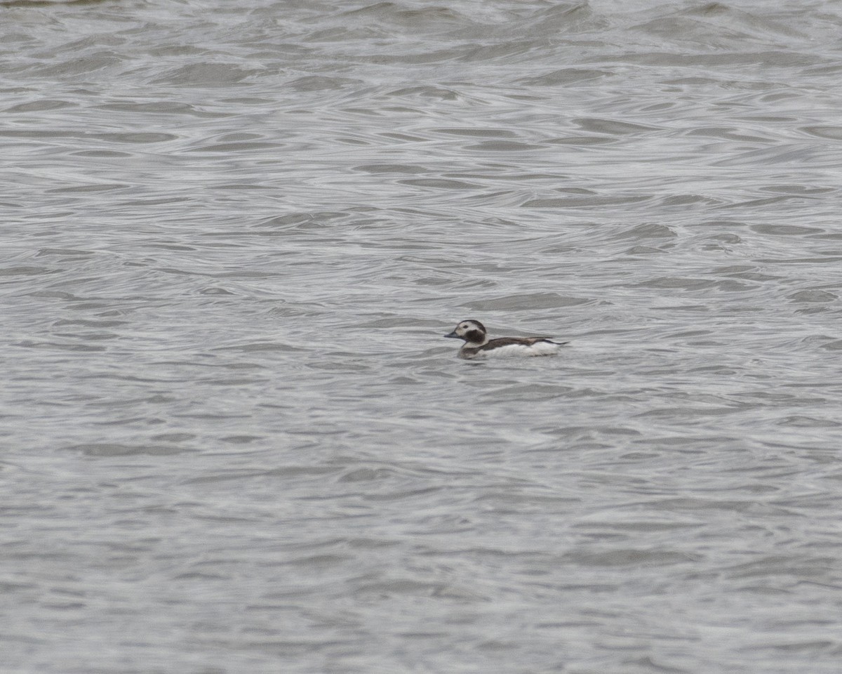 Long-tailed Duck - ML615832504