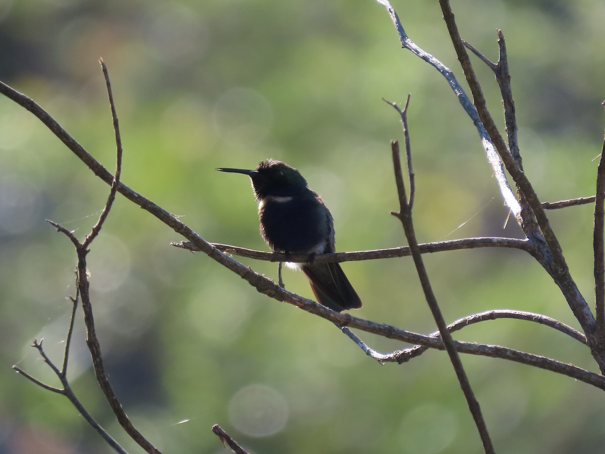 kolibřík čabrakový - ML615832517