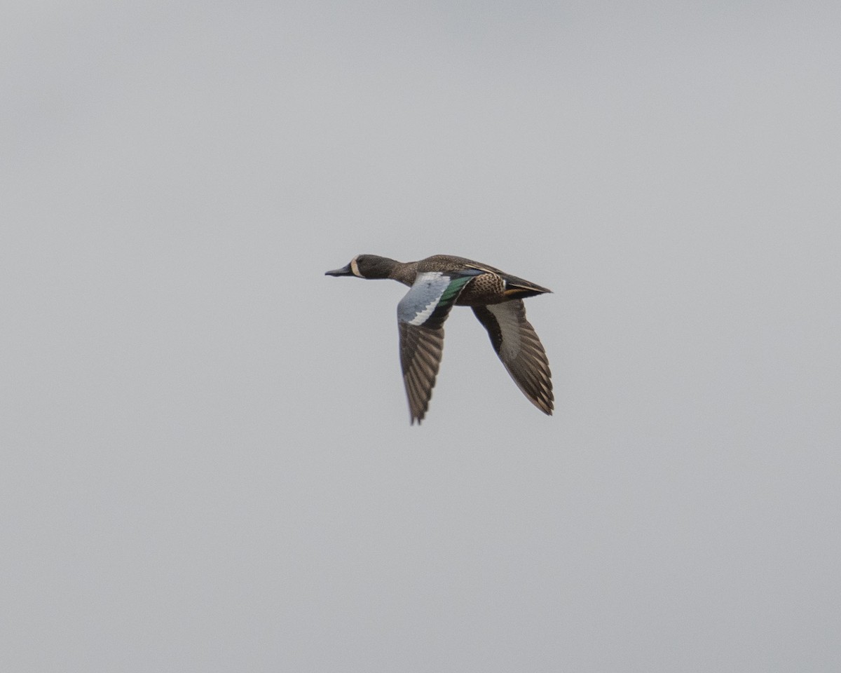 Blue-winged Teal - ML615832526