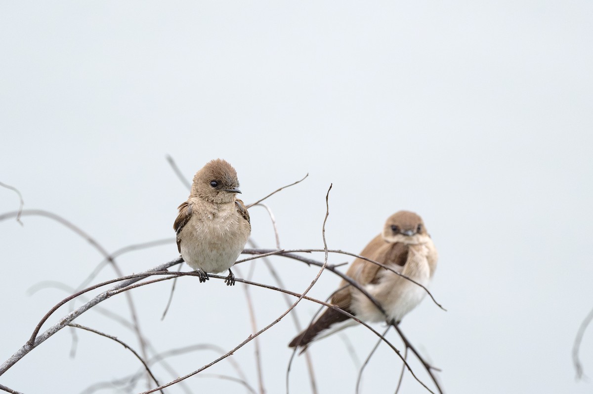 Northern Rough-winged Swallow - ML615832579