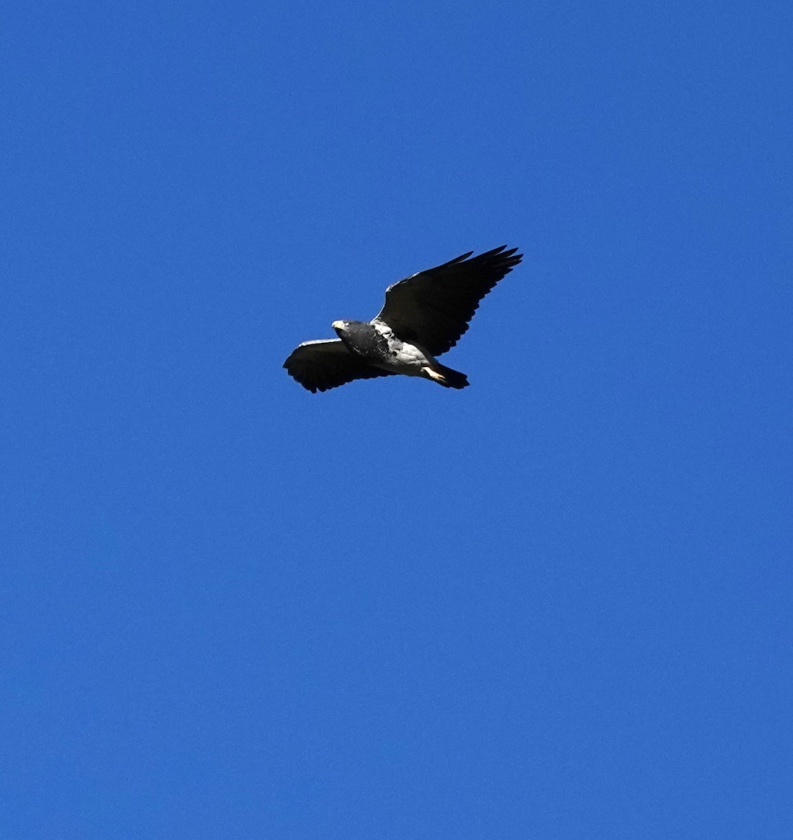 Black-chested Buzzard-Eagle - ML615832642