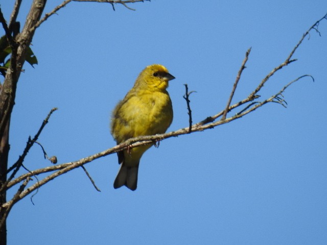 Stripe-tailed Yellow-Finch - ML615832648