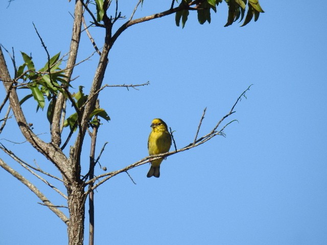 Stripe-tailed Yellow-Finch - ML615832649