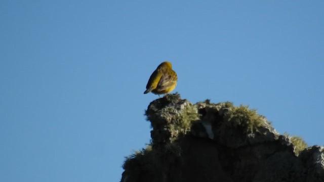 Stripe-tailed Yellow-Finch - ML615832722