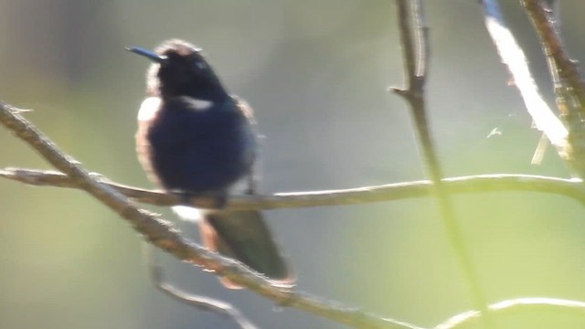 kolibřík čabrakový - ML615832776