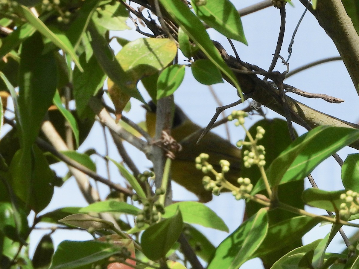 Olive-crowned Yellowthroat (Chiriqui) - ML615832786