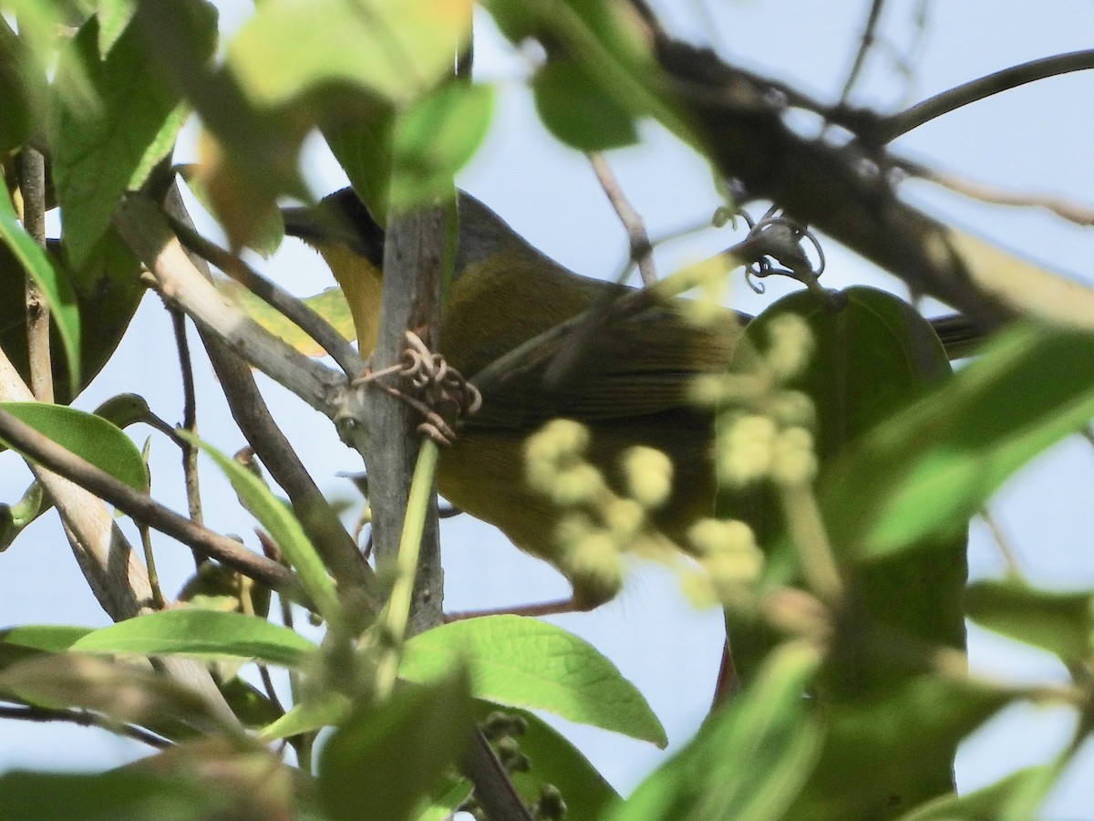 Olive-crowned Yellowthroat (Chiriqui) - ML615832787