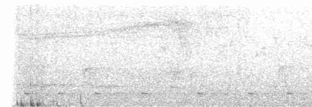 Chevêchette naine (groupe californicum) - ML615833029