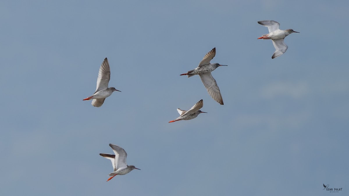 Spotted Redshank - ML615833187