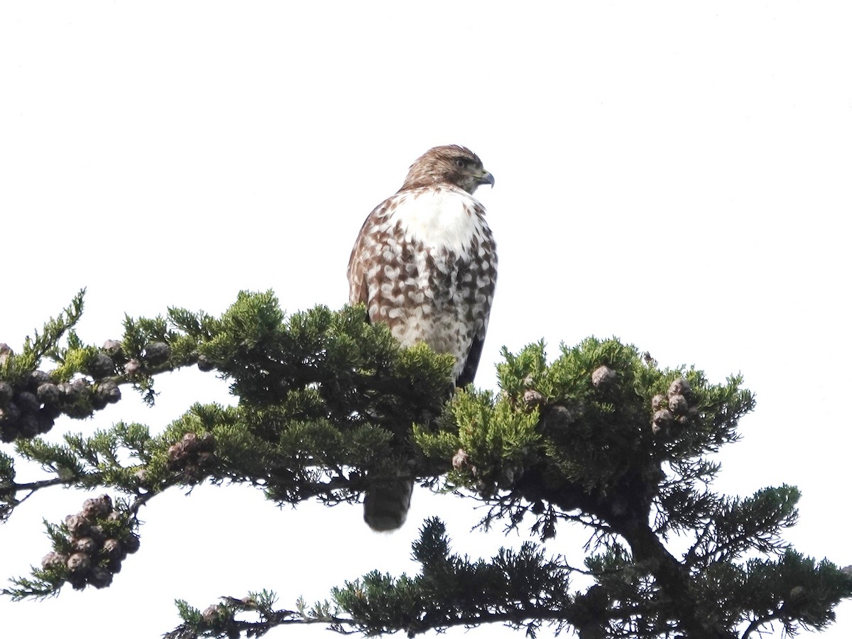 Red-tailed Hawk - ML615833270