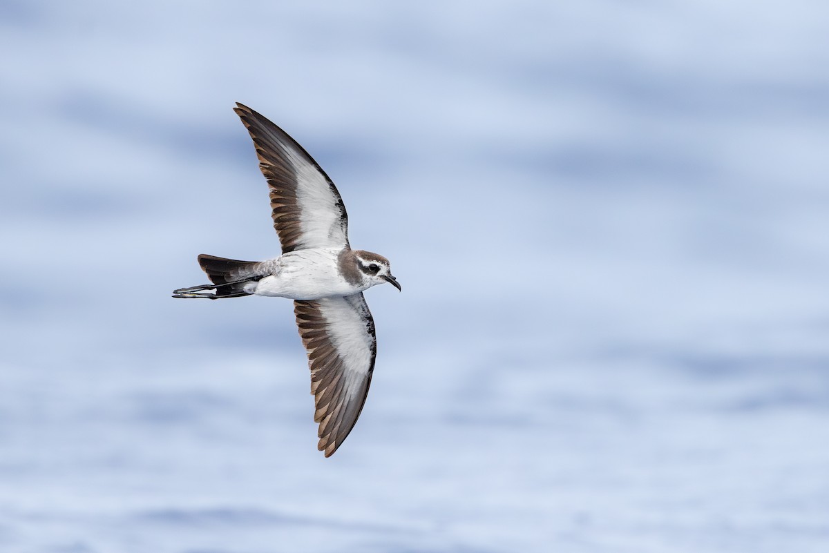 White-faced Storm-Petrel - ML615833448