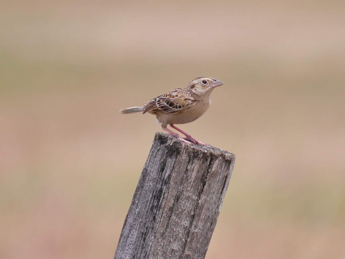 Grasshopper Sparrow - ML615833474