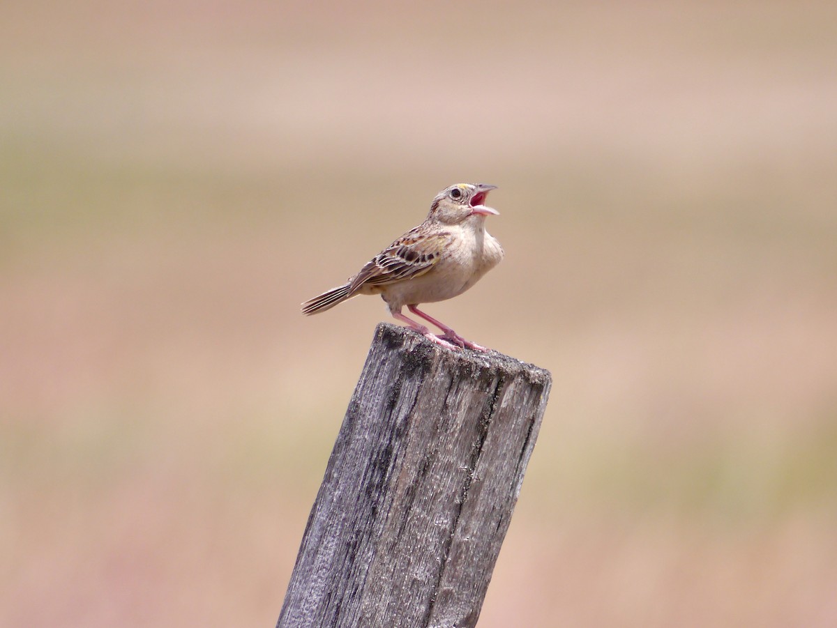 Grasshopper Sparrow - ML615833475
