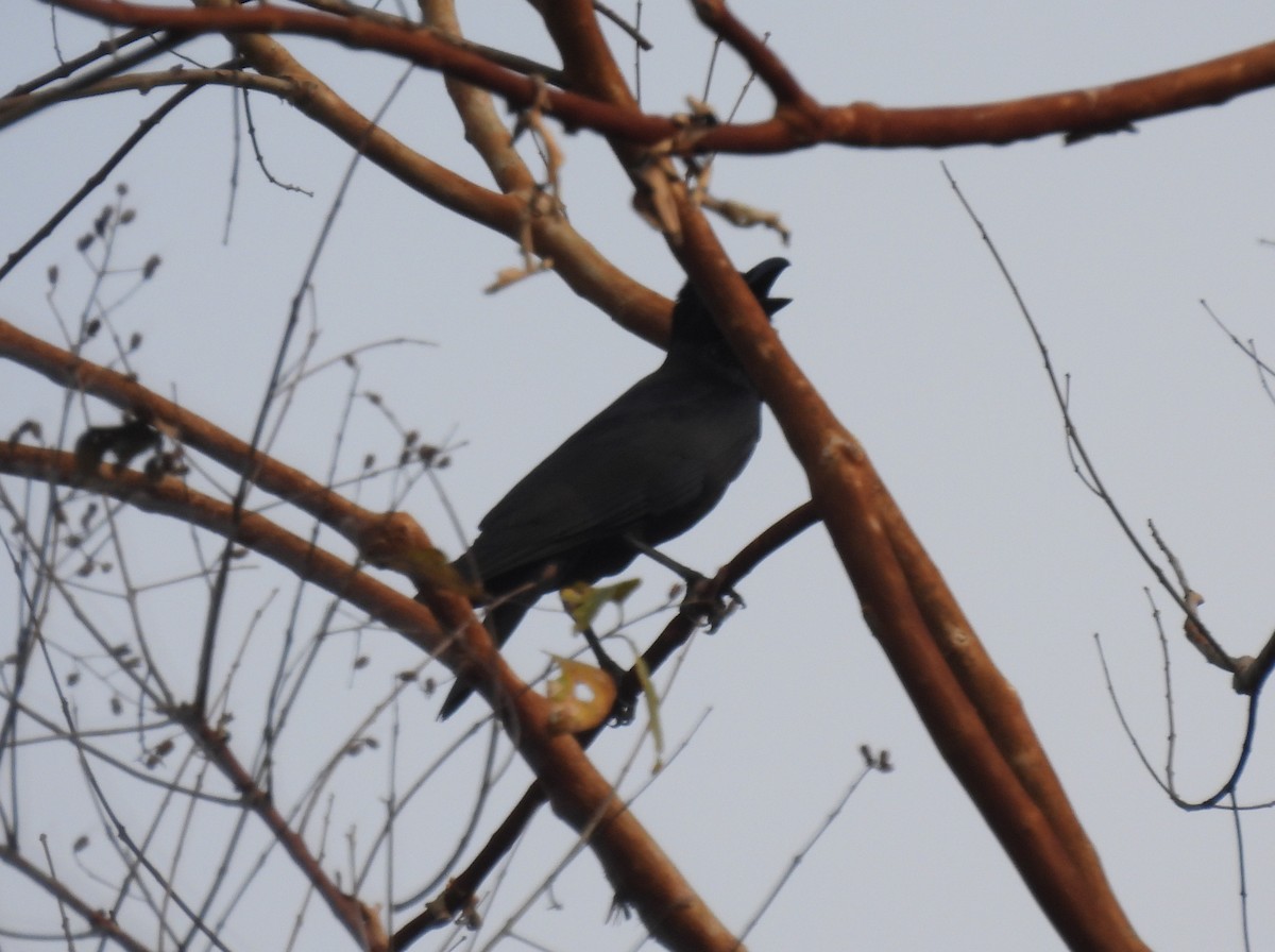 Large-billed Crow - ML615833564
