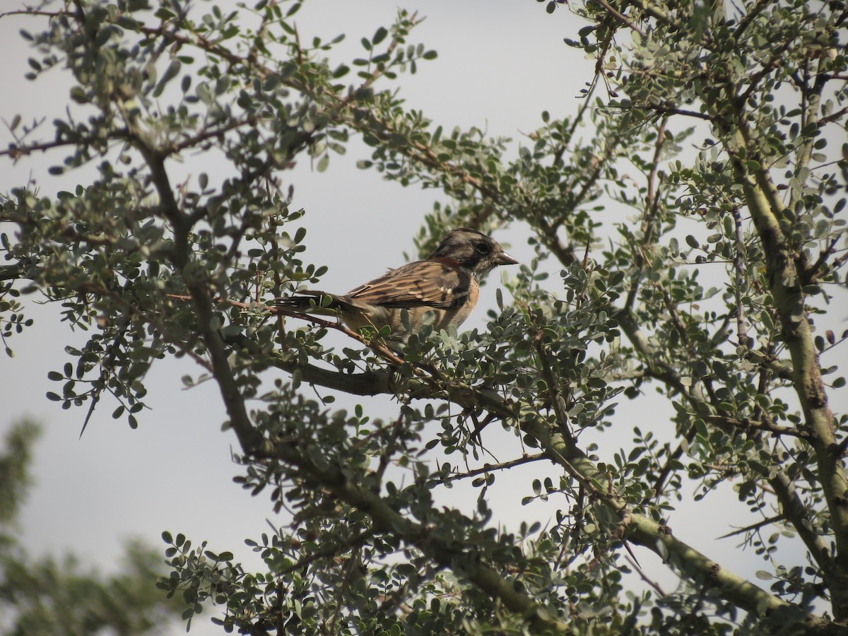 Rufous-collared Sparrow - ML615833621