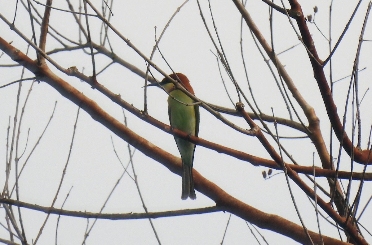 Chestnut-headed Bee-eater - ML615833672