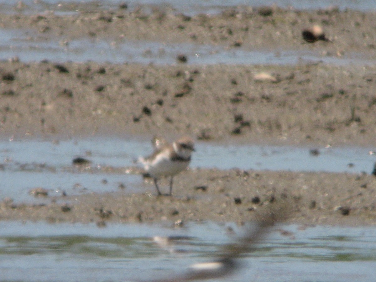 Semipalmated Plover - ML61583371